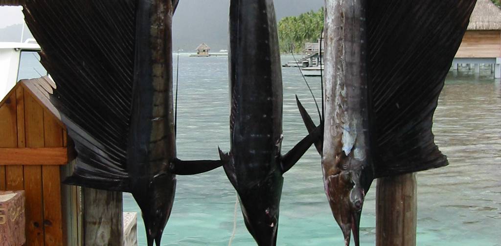 Bora Bora Marlin Sportfishing