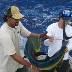 Mahi Mahi